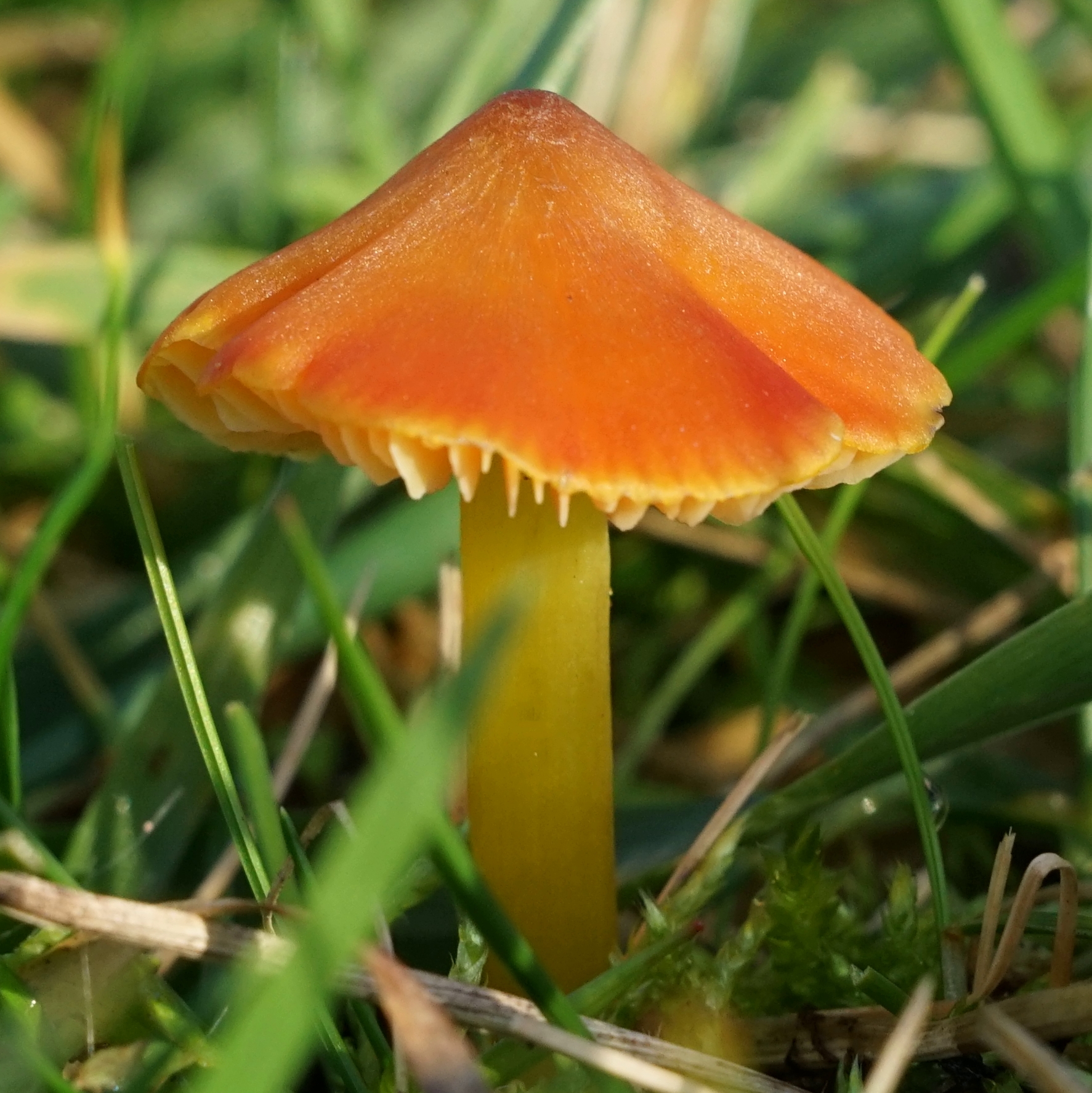 welke paddenstoel is dit